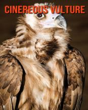 Cinereous Vulture