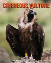 Cinereous Vulture