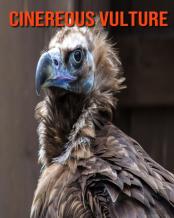 Cinereous Vulture