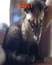Civet