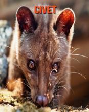 Civet