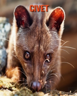 Bertrand.pt - Civet