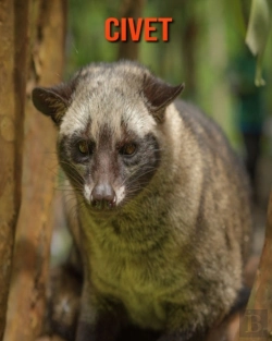 Bertrand.pt - Civet