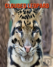 Clouded Leopard