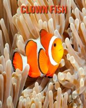 Clown Fish