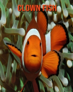 Bertrand.pt - Clown Fish