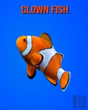 Clown Fish