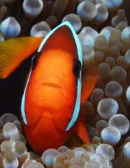 Clown Fish