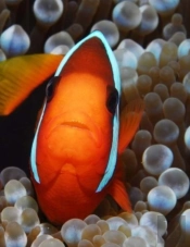 Clown Fish
