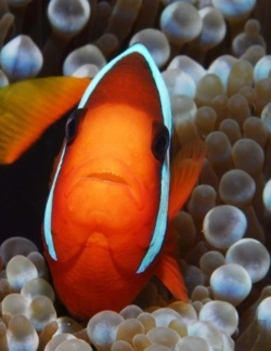 Bertrand.pt - Clown Fish
