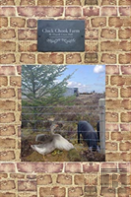 Cluck Chook Farm