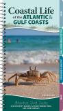 Coastal Life Of The Atlantic And Gulf Coasts