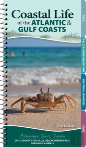 Coastal Life Of The Atlantic And Gulf Coasts