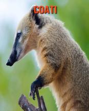 Coati