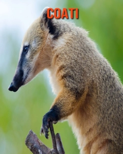 Bertrand.pt - Coati