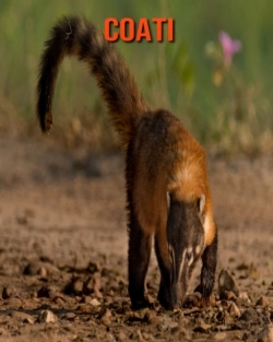 Bertrand.pt - Coati