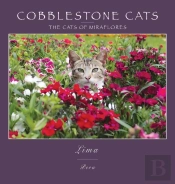 Cobblestone Cats - Mf