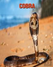 Cobra