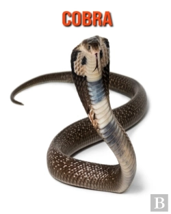 Bertrand.pt - Cobra