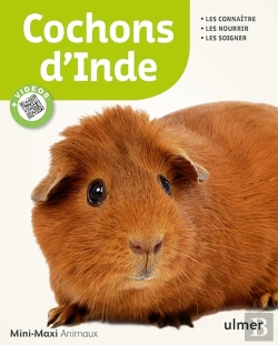 Bertrand.pt - Cochons D'Inde