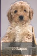 Cockapoo