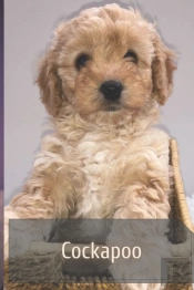 Cockapoo