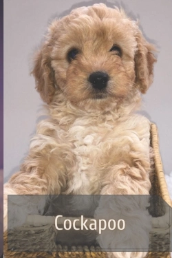 Bertrand.pt - Cockapoo