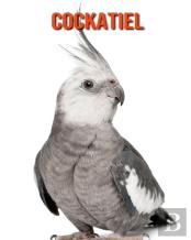 Cockatiel