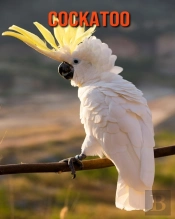 Cockatoo