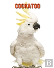 Cockatoo