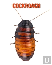Cockroach