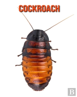 Bertrand.pt - Cockroach