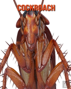 Bertrand.pt - Cockroach