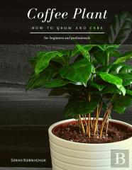 Coffee Plant