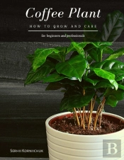 Coffee Plant