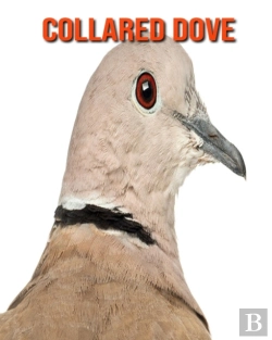 Bertrand.pt - Collared Dove