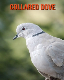 Bertrand.pt - Collared Dove