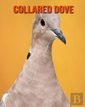 Collared Dove