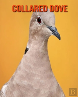 Bertrand.pt - Collared Dove