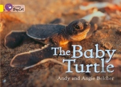 Collins Big Cat - The Baby Turtle