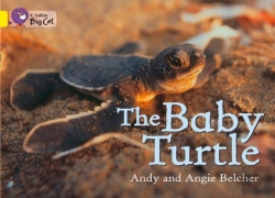 Bertrand.pt - Collins Big Cat - The Baby Turtle