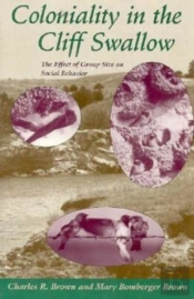 Coloniality In The Cliff Swallow