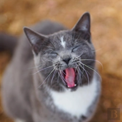 Bertrand.pt - Colorado Barn Cats - Skunk And Chauncey