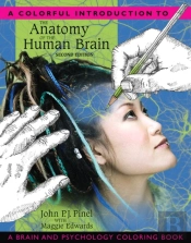 Colorful Introduction To The Anatomy Of The Human Brain, A