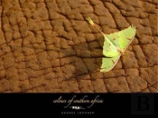 Colours Of Southern Africa