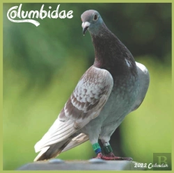 Bertrand.pt - Columbidae 2022 Calendar