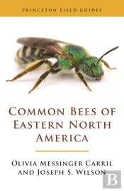Common Bees Of Eastern North America