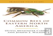 Common Bees Of Eastern North America