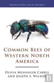 Common Bees Of Western North America
