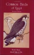 Common Birds Of Egypt